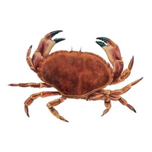 Crabs