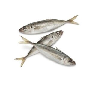 Horse Mackerel