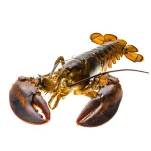 Lobsters (Live and Frozen)
