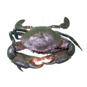 Mud crabs