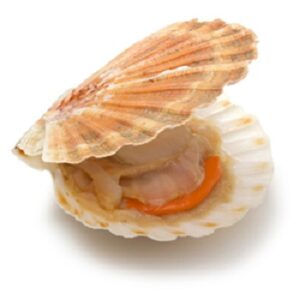 Scallops