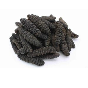 Sea Cucumber