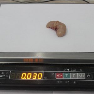 Turkey Testicles