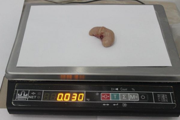 Turkey Testicles