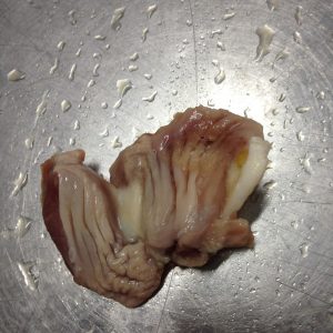 Chicken Gizzard