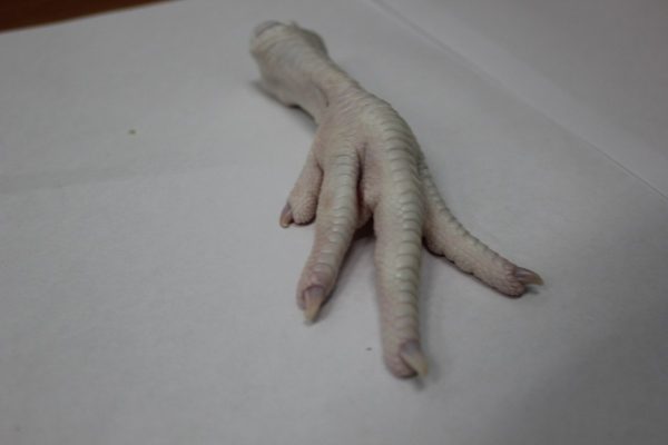 Chicken Feet grade A - Image 3