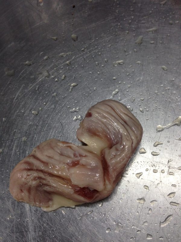 Chicken Gizzard - Image 8