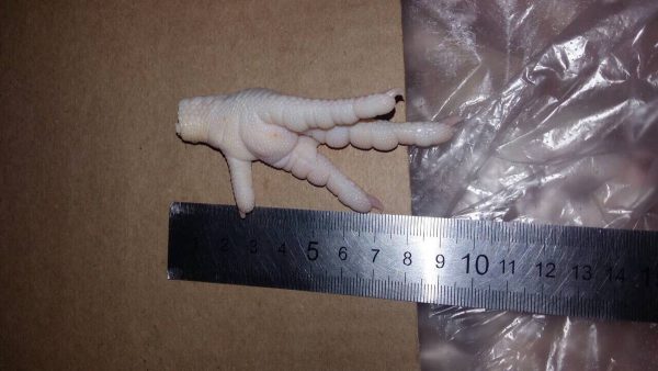 Chicken Paw grade A - Image 5