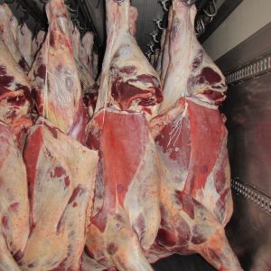 Carcass