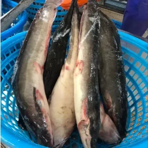 Frozen Catfish For Africa