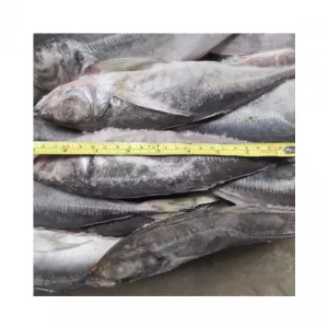 Frozen Horse Mackerel