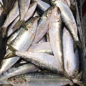 Frozen Sardine Fish Whole Round
