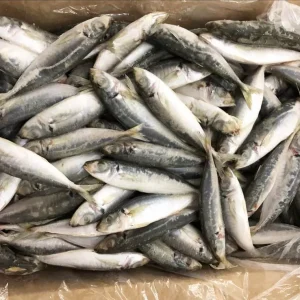 Frozen Yellowtail Scad whole round