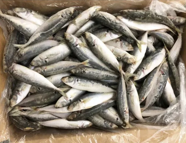 Frozen Yellowtail Scad whole round