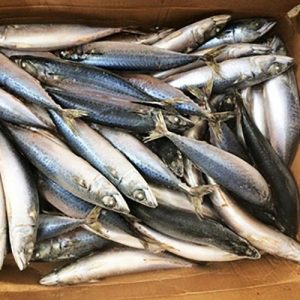 Pacific Mackerel