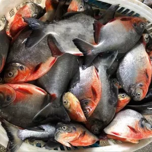 Red Pacu Fish