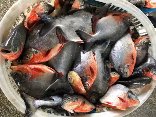 Red Pacu Fish