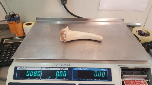 Pork tail