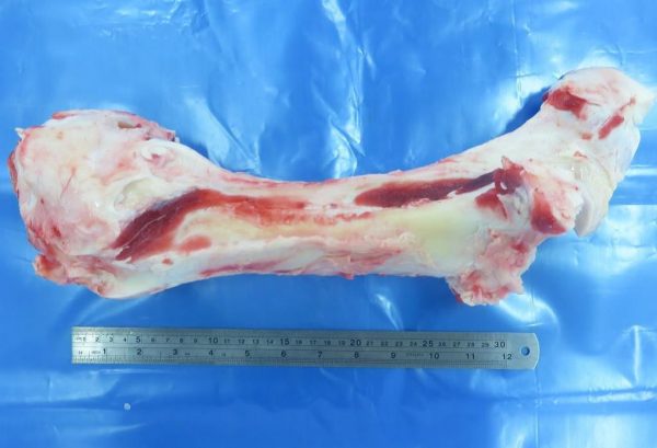 Bones - Image 8