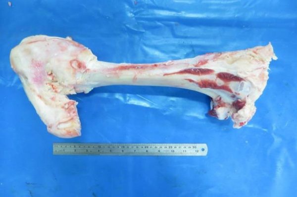 Bones - Image 6
